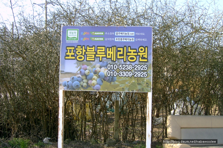 포항블루베리농원 이미지