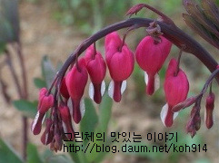 넝쿨식당 이미지