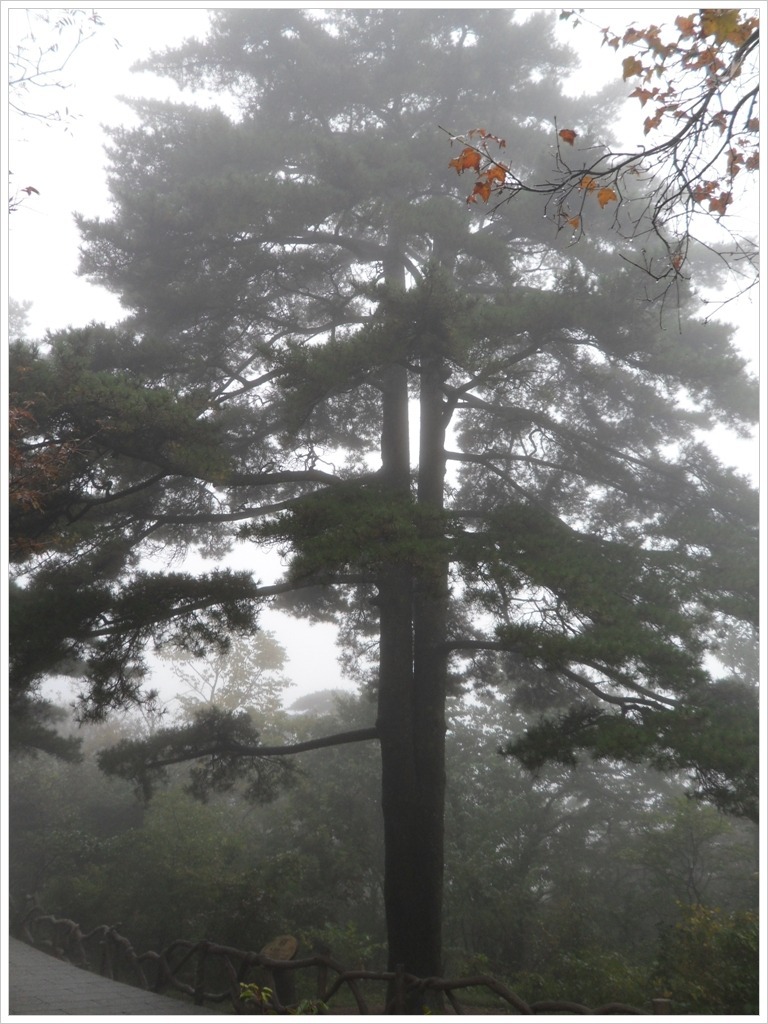 황산 트레킹을 마치며(10.10.13)