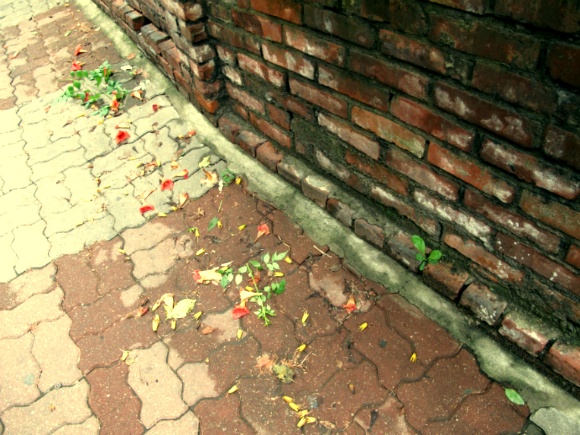 꽃잎이 우두두..떨어지는 어느날..