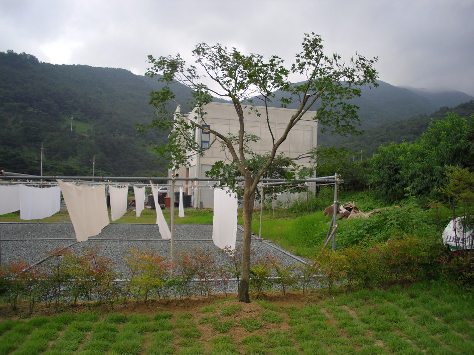 청단풍 이미지