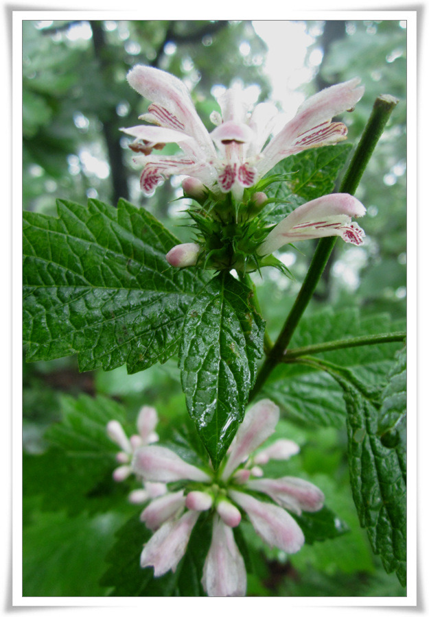 156C3C485039EEC72D43D0