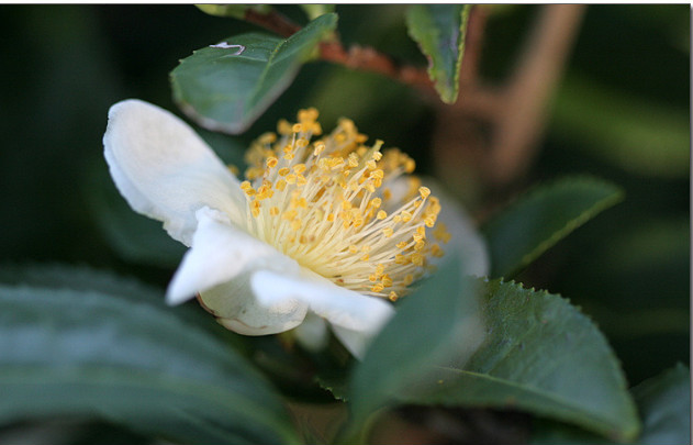 녹차향 그윽한 만화방초