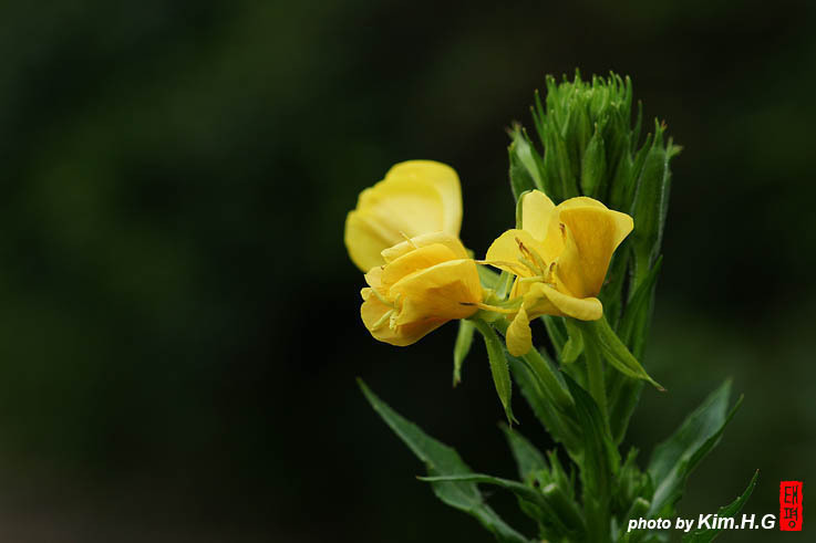 달맞이꽃 전설