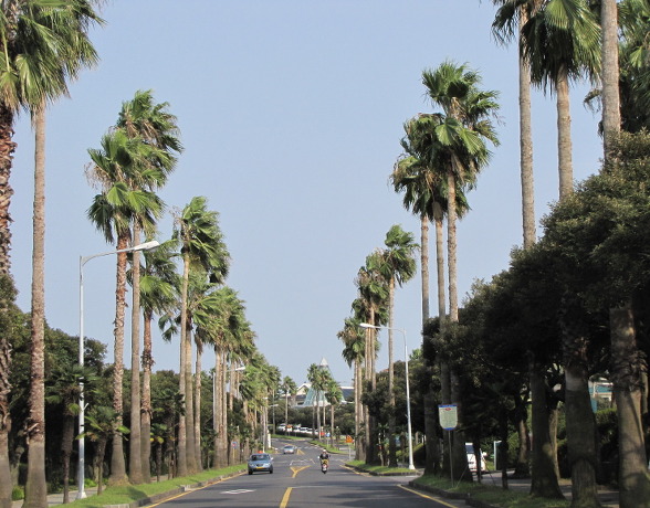 イメージ全体表示