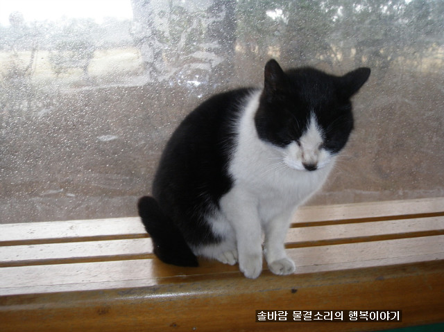 어느 골프장에서 만난 고양이