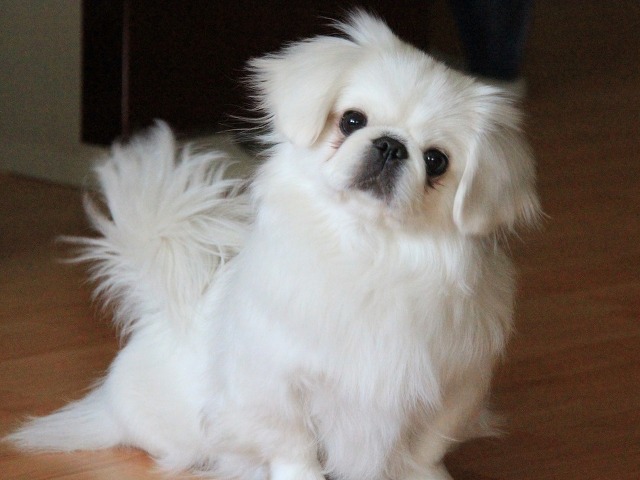 이런 애견이 있다면...