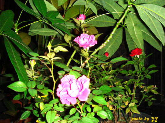 17182D214BB3558E11A10F