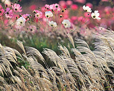 17289F224ADF882F2B6812