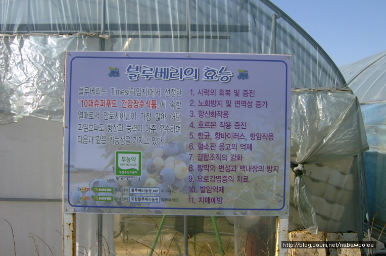 포항블루베리농원 이미지