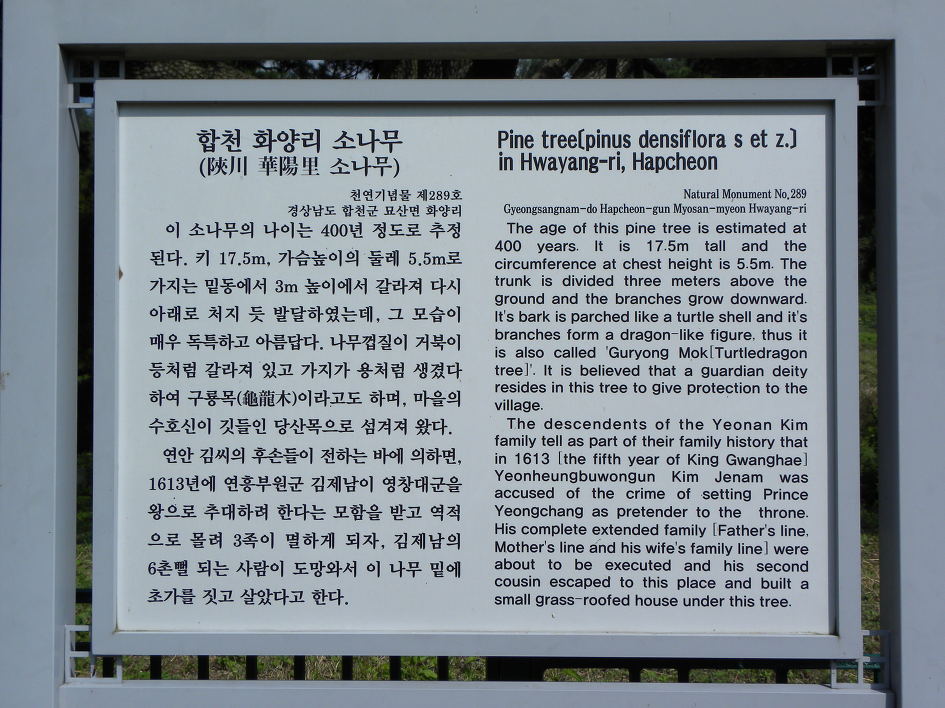400년 소나무!