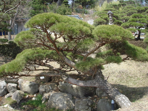  명품 소나무