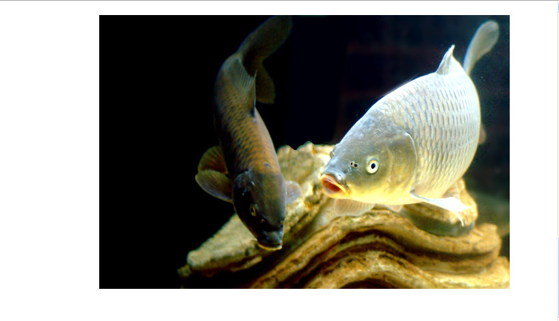   잉어는 부종, 간질병, 간염에 좋다