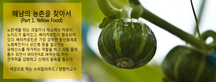 호박꽃식품 이미지