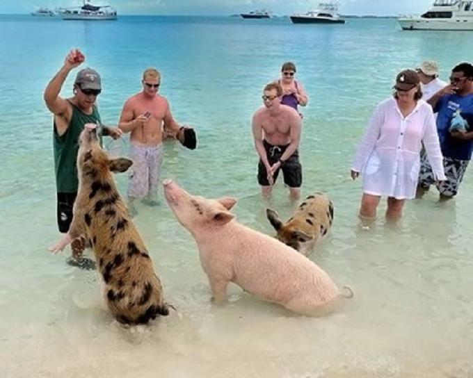 돼지들의 물놀이 천국 바하마 제도[Swimming Pigs Paradise Bahama Big Major Spot Islands
