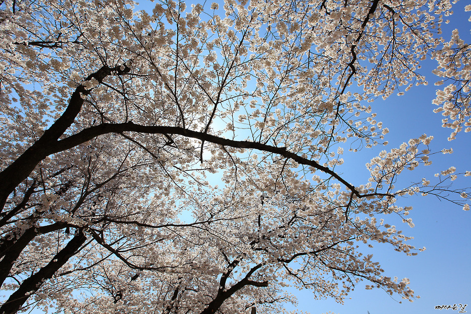 월평초등학교 벚꽃입니다.