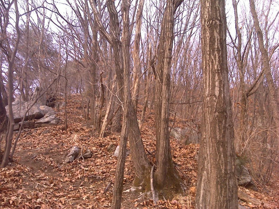 송년산행을 ~~~양평 청계산에 오르면서...