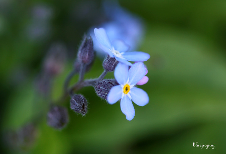 물망초forgetmenot 이미지