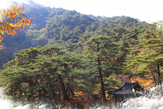 홍류 이미지
