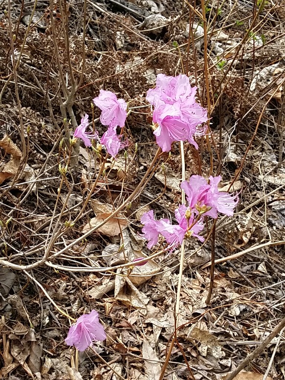 꽃밥이야기 이미지