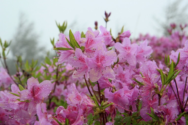 * 지리산 바래봉 산행기 
