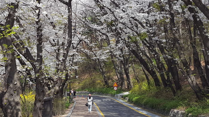 중구회현센타 스트레칭회원과함께 남산 꽃길을 걷다.