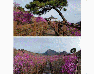 비슬산(琵瑟山)