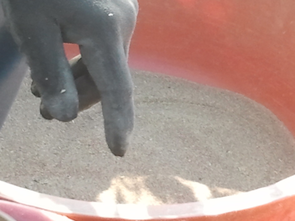 2014년 와송 씨앗 받았어요