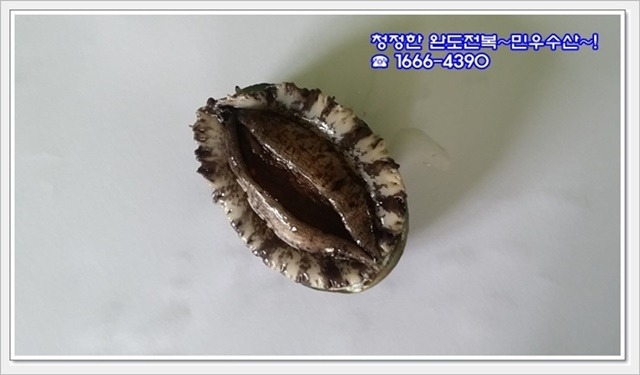 완도전복 이미지