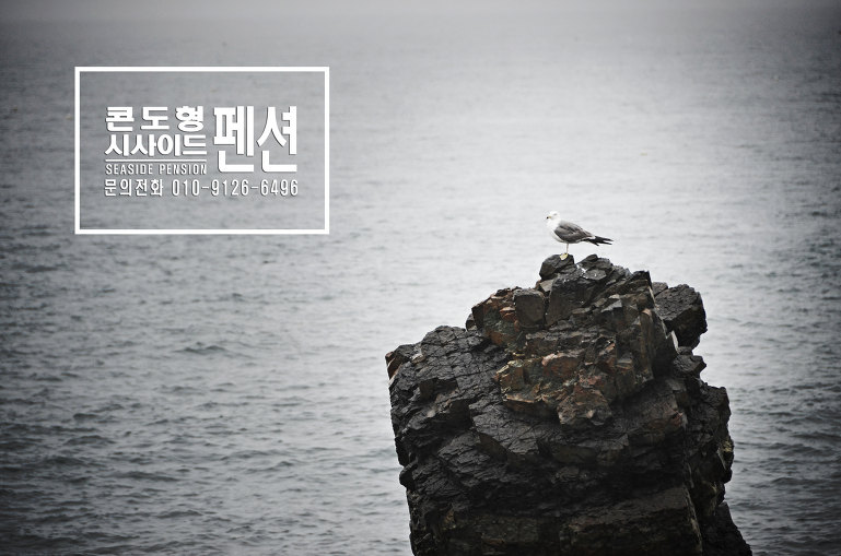 펜션 시사이드 로고이기도 한 갈매기 씨^^