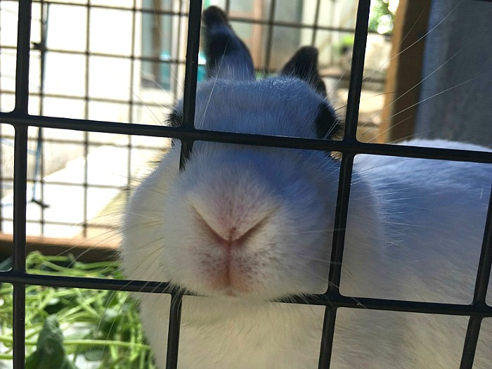 옻오리백숙