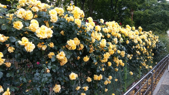 성서 장미공원: 돌아온 마법 장미