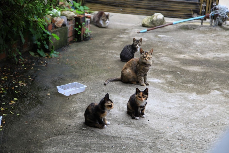 길고양이 길들이기