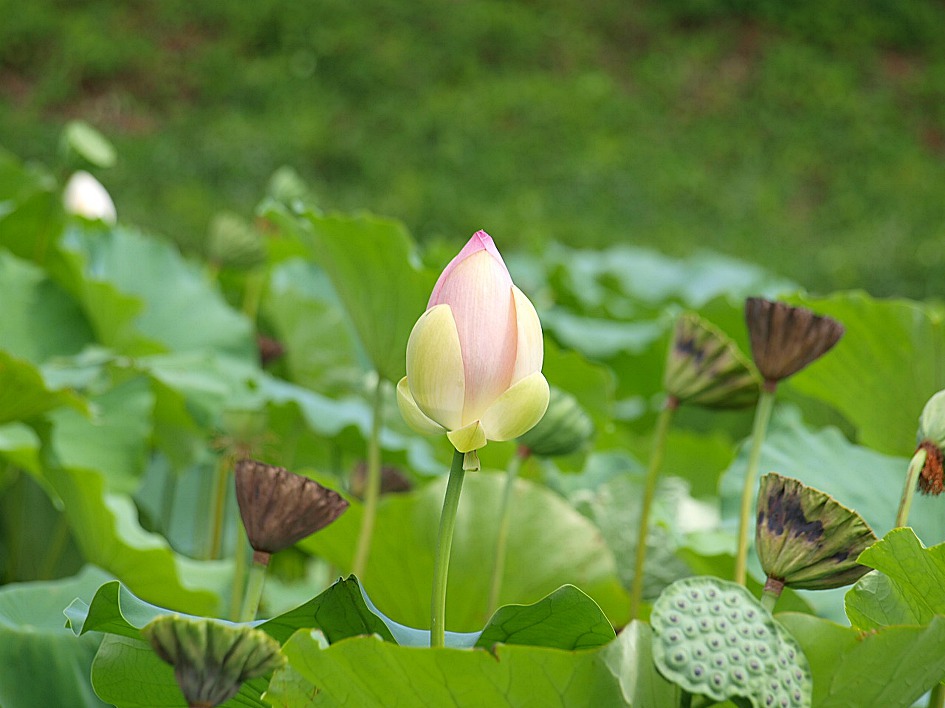 철마 연꽃공원 다녀오다