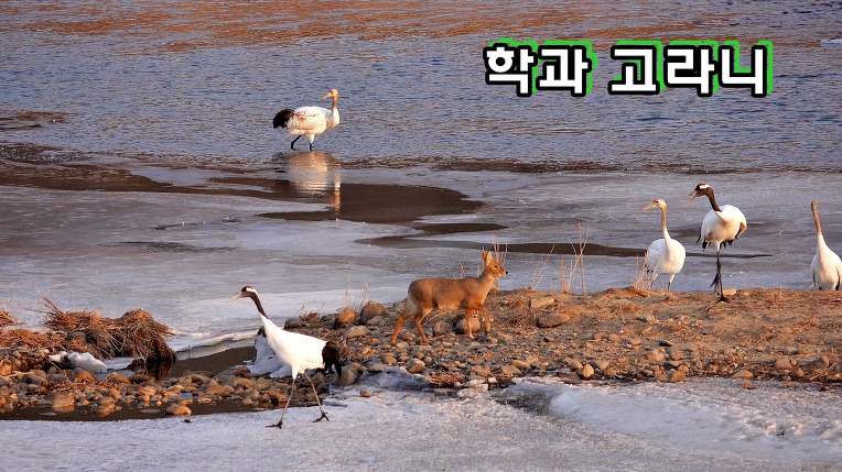 두루미 영역을 침범한 고라니