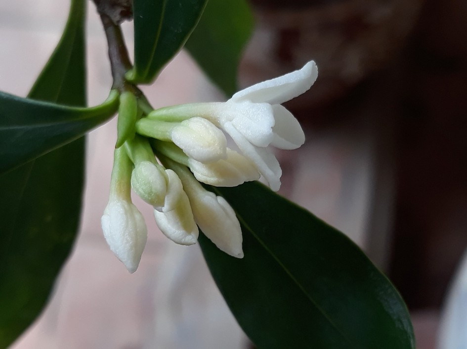 당신의 봄 / 이원우