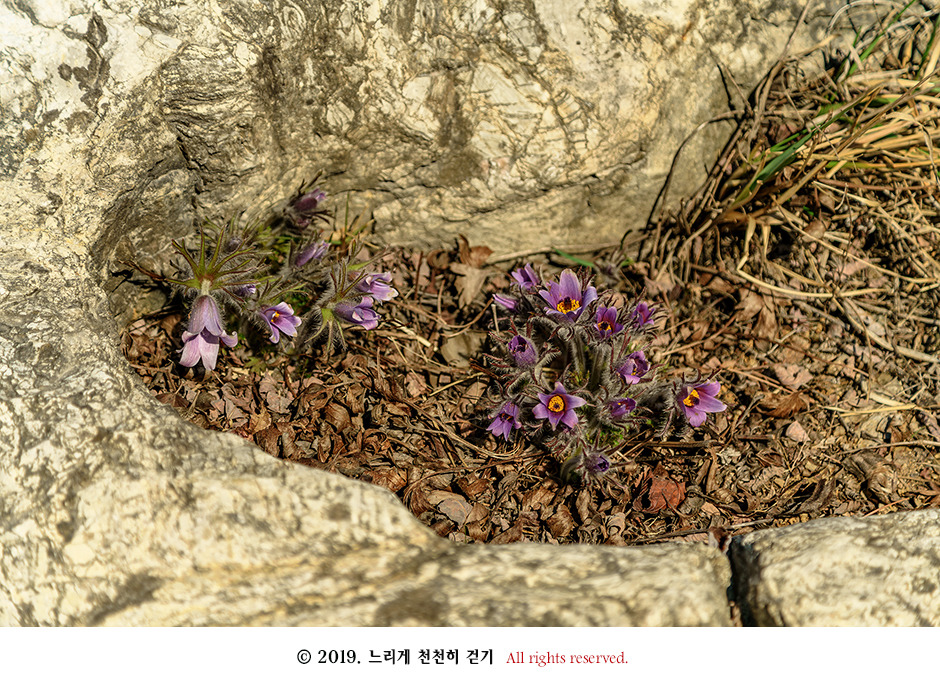 동강 생태체험관 앞 너른 바위에 피어있는 동강할미꽃