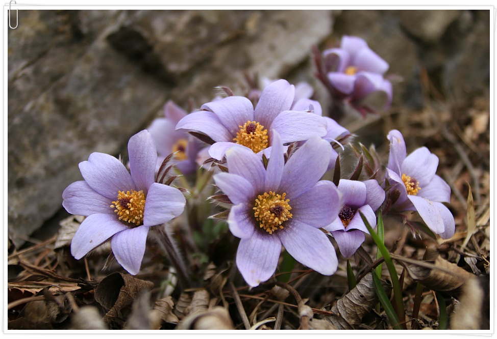 동강 할미꽃 ....  2019 . 3.23