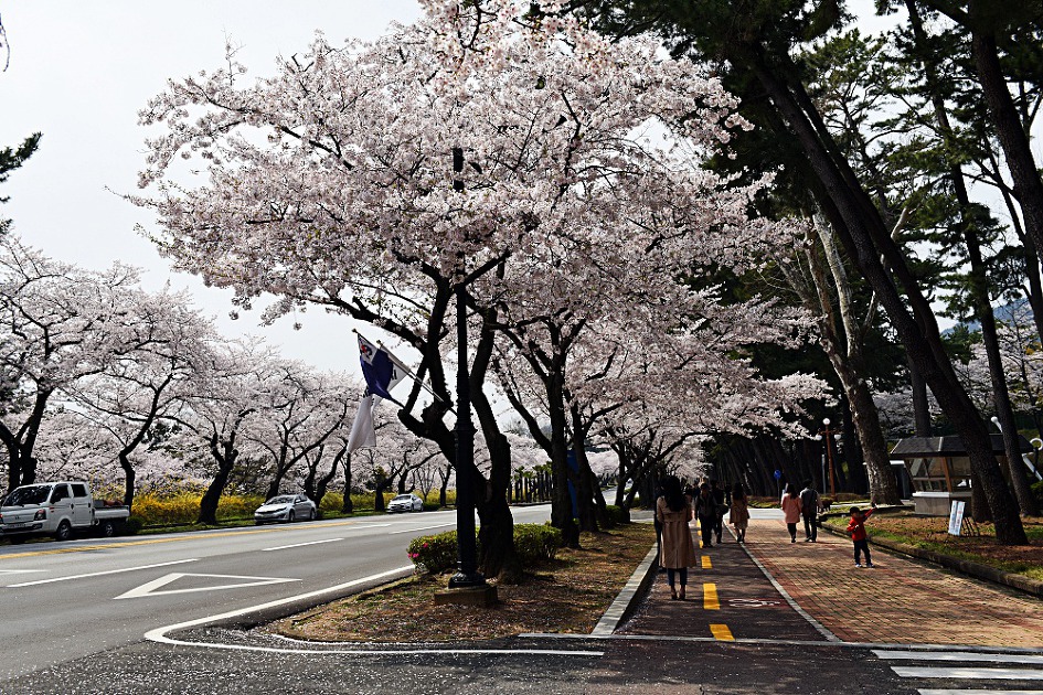 진해벚꽃축제 2019 진해군항제 제황산공원 진해탑전망대 북원로터리 충무공이순신동상 진해기지사령부