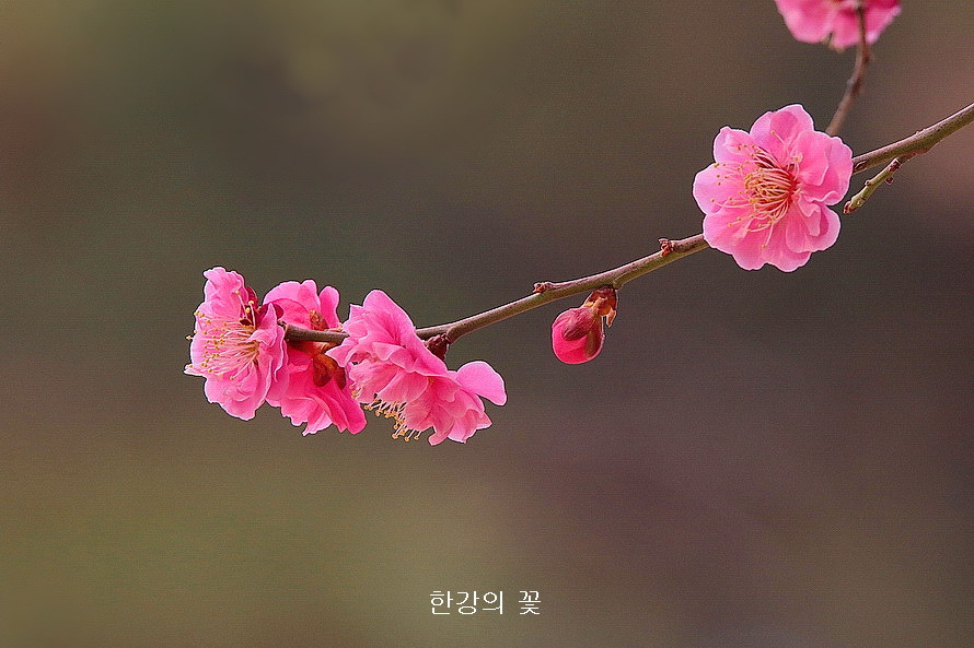 만첩홍매화