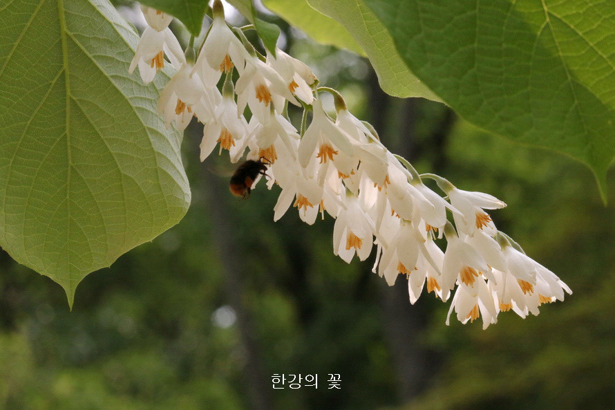 쪽동백나무