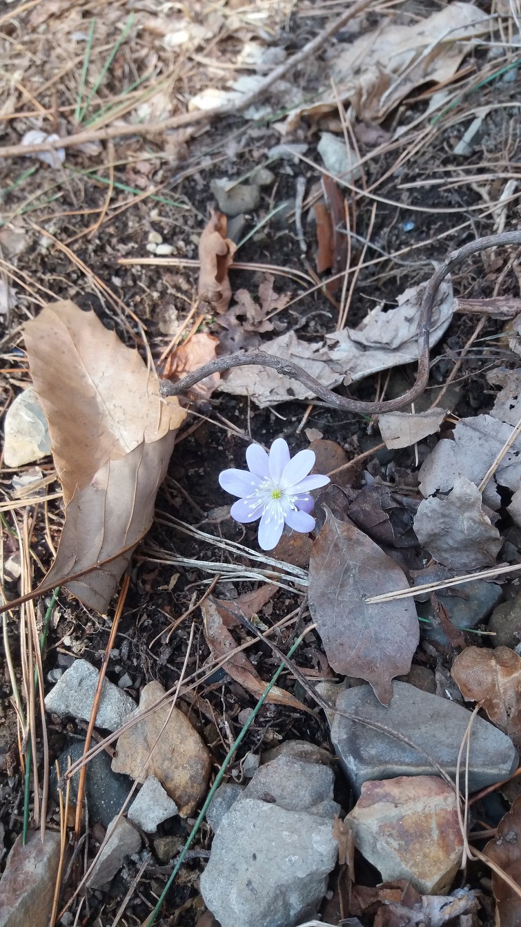 노루귀와 복수초,산수화  (3월 26일,28일 )