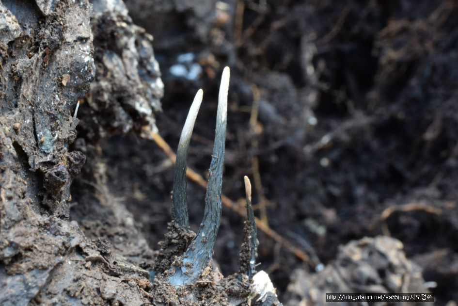 콩꼬투리버섯 Xylaria hypoxylon カノツノタケ