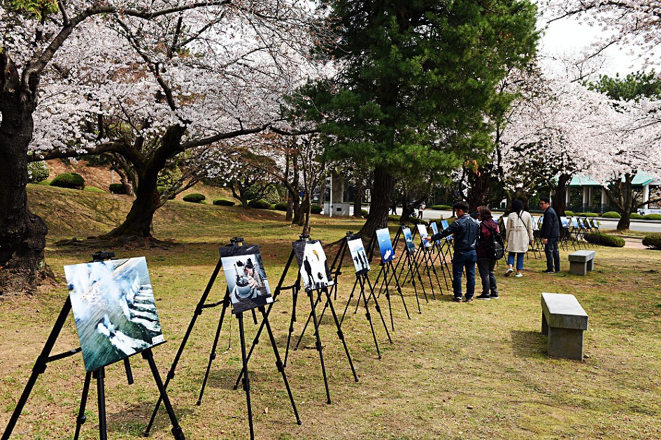 진해벚꽃축제 2019 진해군항제 제황산공원 진해탑전망대 북원로터리 충무공이순신동상 진해기지사령부