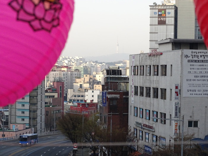 누렁이랑 산책 하면서 벚꽃도 사진 찍어봤어요 