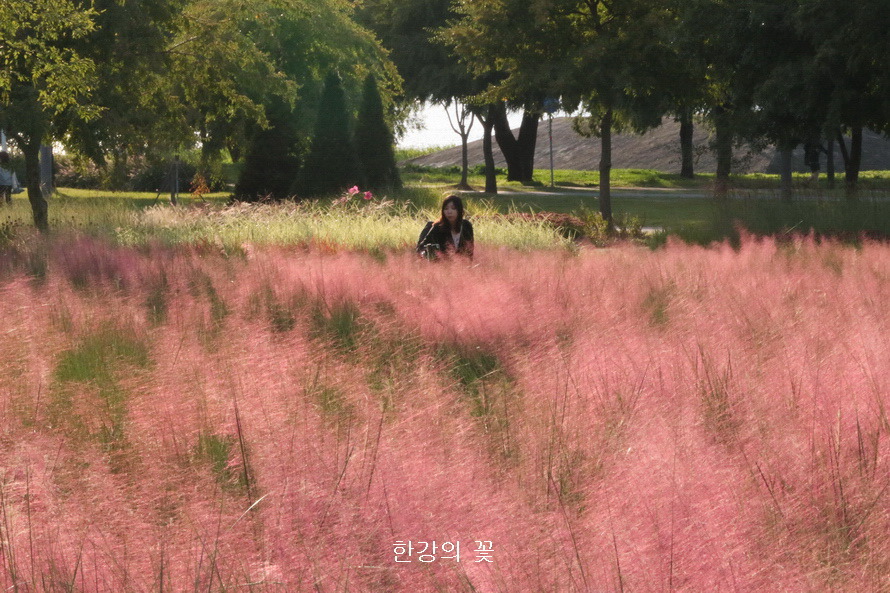 핑크 뮬리 그라스(Pink Muhly Grass)
