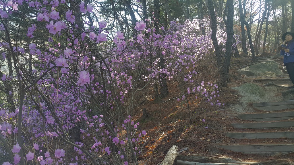 불암산둘레길 불암산진달래길 불암산정상 불암산