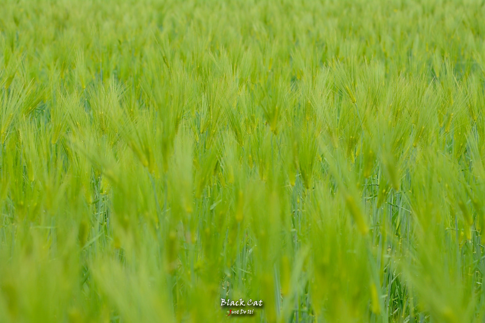 마음아픈(It's OK-51)-경산금호강하양유원지
