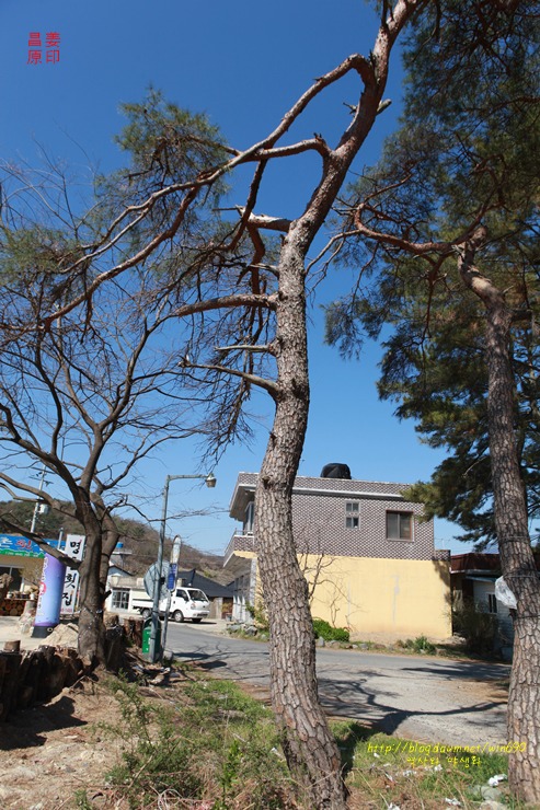 북면 외산리 명촌마을 당숲