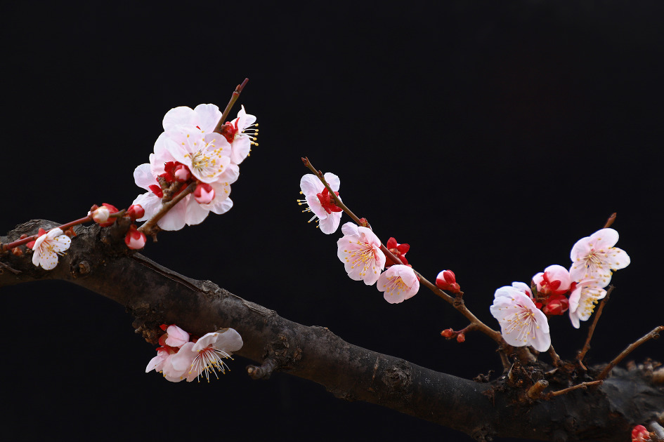 암중화 (김해건설공고. 2019.03.06.수)